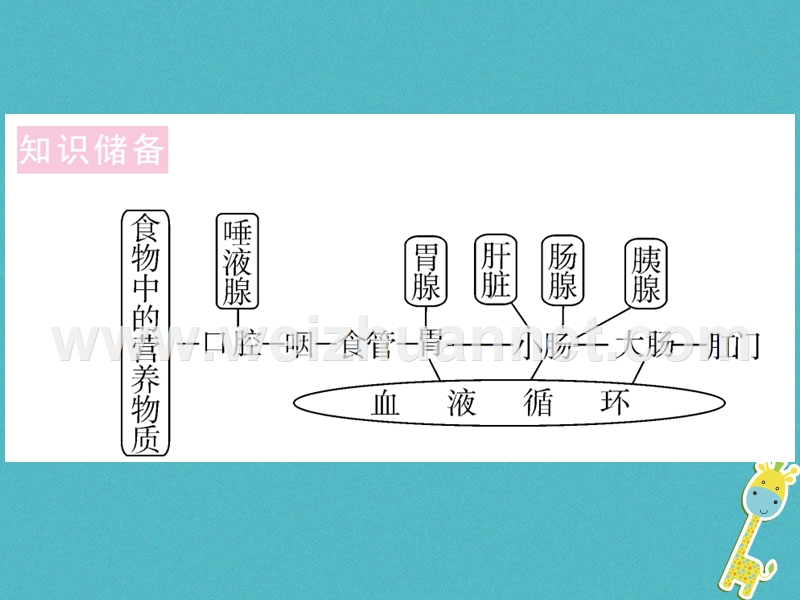 2018七年级生物下册 热点复习一 六大营养物质的消化和吸收课件 （新版）北师大版.ppt_第2页