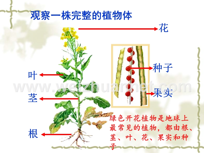 第一章植物的身体.ppt_第2页