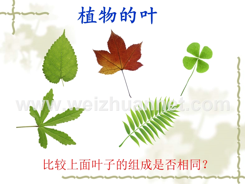 第一章植物的身体.ppt_第3页