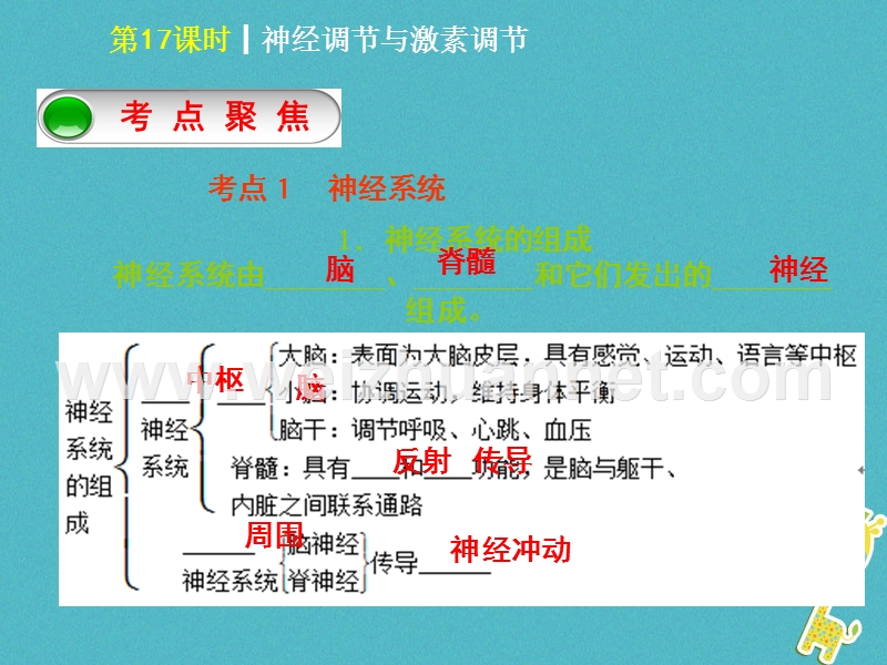 2018年中考生物 第四单元 生物圈中的人 第17课时 神经调节与激素调节课件.ppt_第2页