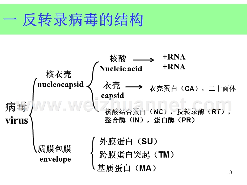 2016-7-反转录-病毒.ppt_第3页