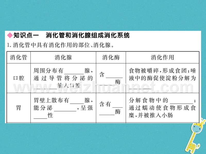 2018七年级生物下册 第8章 第2节 食物的消化和营养物质的吸收课件1 （新版）北师大版.ppt_第2页