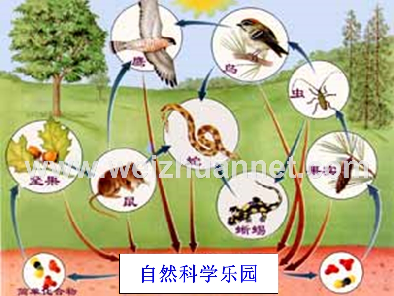 2016届五年级科学上册 1.5 食物链和食物网课件5 教科版.ppt_第3页