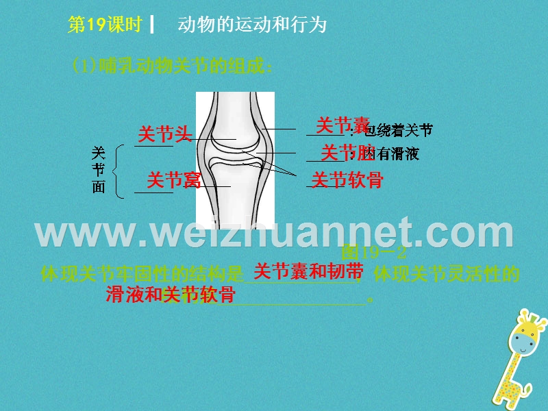 2018年中考生物 第五单元 生物圈中的其他生物 第19课时 动物的运动和行为课件.ppt_第3页