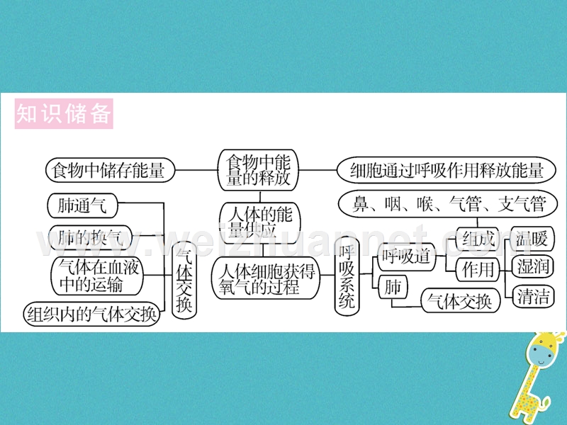 2018七年级生物下册 热点复习三 人体能量的供应课件 （新版）北师大版.ppt_第2页