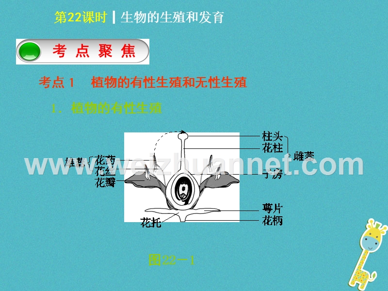 2018年中考生物 第六单元 生命的延续和发展 第22课时 生物的生殖和发育课件.ppt_第2页