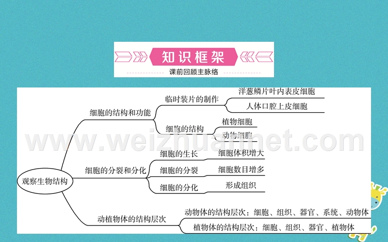 山东省济南市2018年中考生物 第一单元 奇妙的生命现象 第二章 观察生物结构课件.ppt_第2页