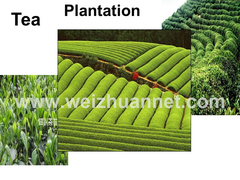 tea-代   宁.ppt_第3页