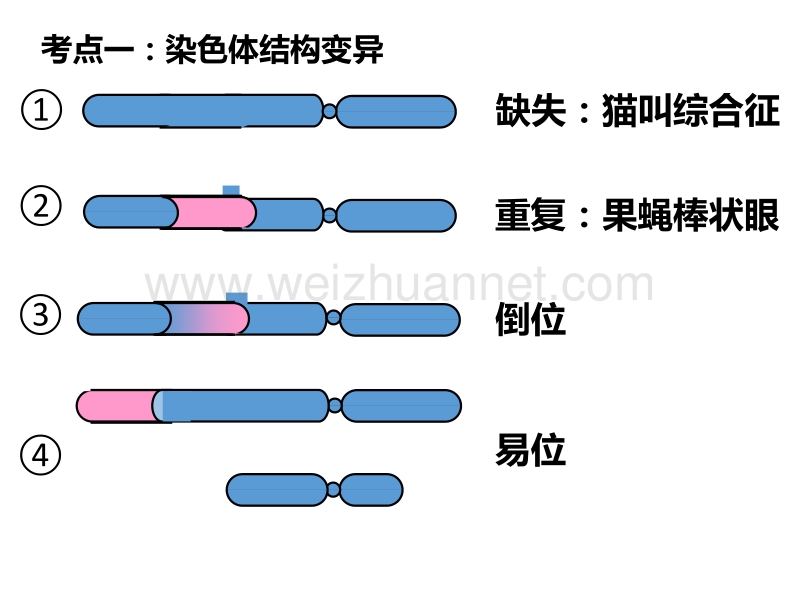 (一轮复习)染色体变异.pptx_第3页