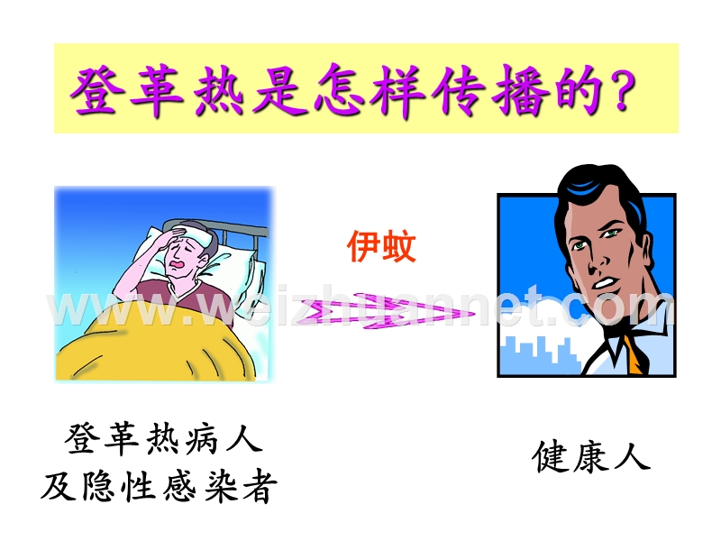 传染病-预防登革热.ppt_第3页