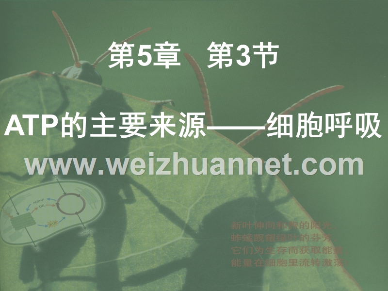 2010高一生物(有氧呼吸和无氧呼吸).ppt_第1页