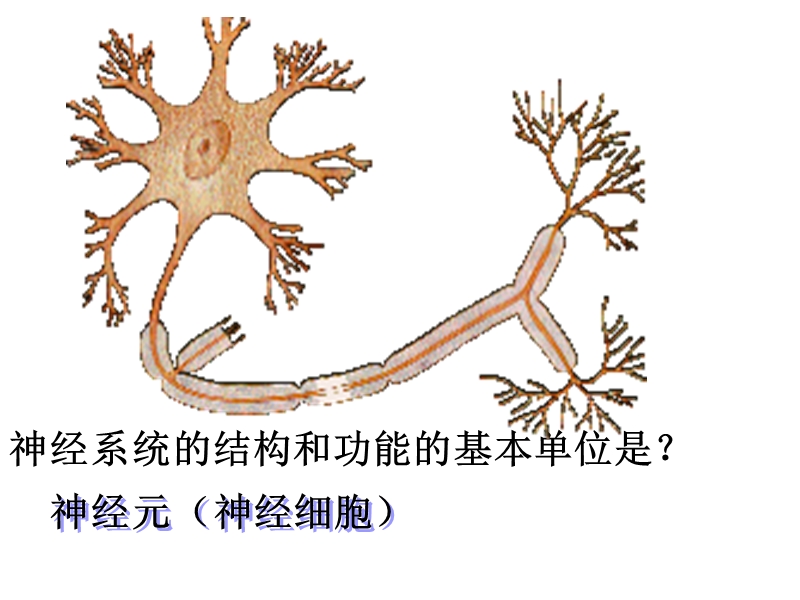 反射活动的结构基础是.ppt_第2页