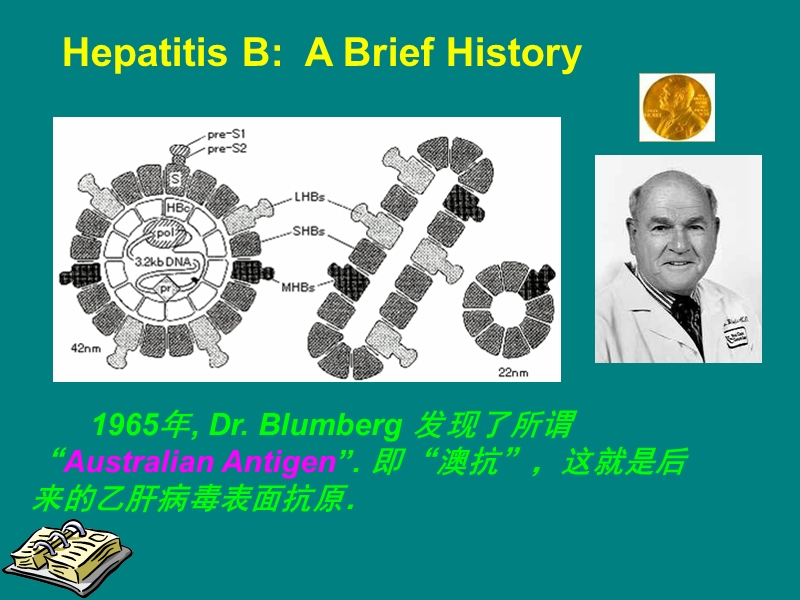 乙肝五项检测在乙型肝炎诊疗中的临床意义.ppt_第3页