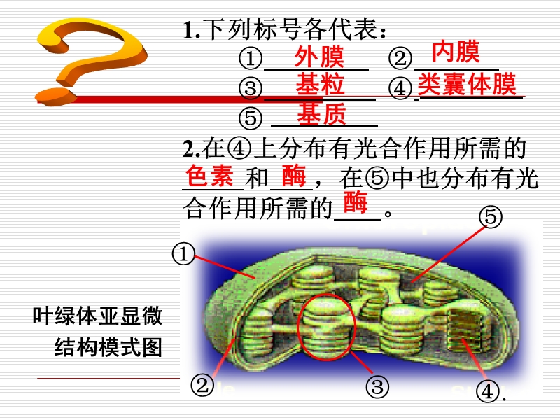 4.2 《光合作用》 课件6 （苏教版必修1）.ppt_第2页