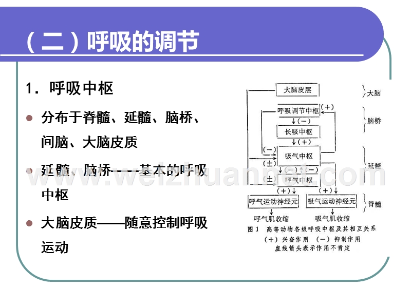 呼吸的观察与护理.ppt_第3页