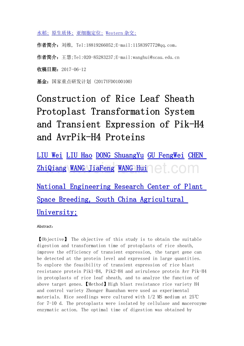 水稻叶鞘原生质体转化体系的构建及pik-h4和avrpik-h4蛋白的瞬时表达.doc_第2页