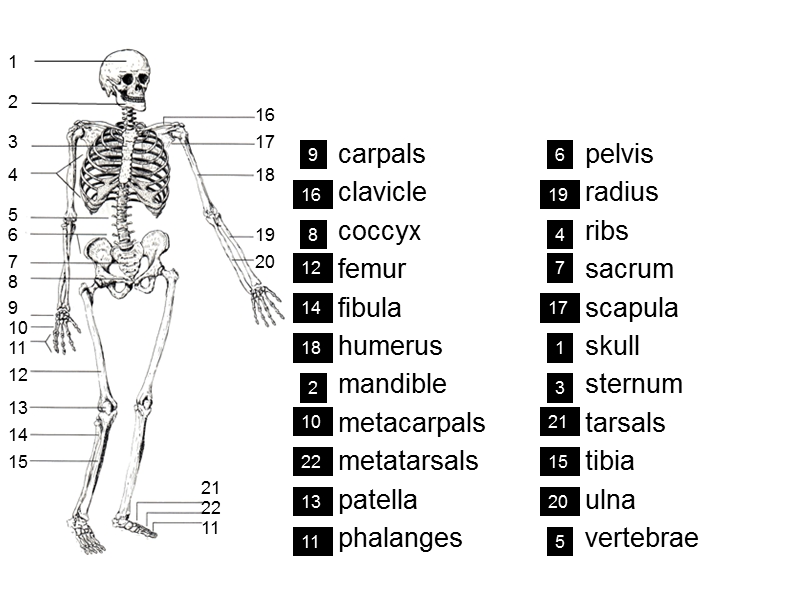 医学英语-骨骼.ppt_第3页