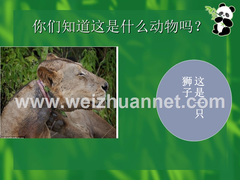 动物保护为什么迫在眉睫？.ppt_第3页