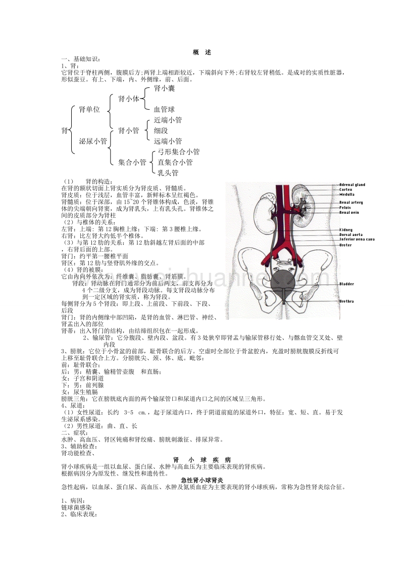 内科学-泌尿系统疾病-总结-重点-笔记.doc_第1页