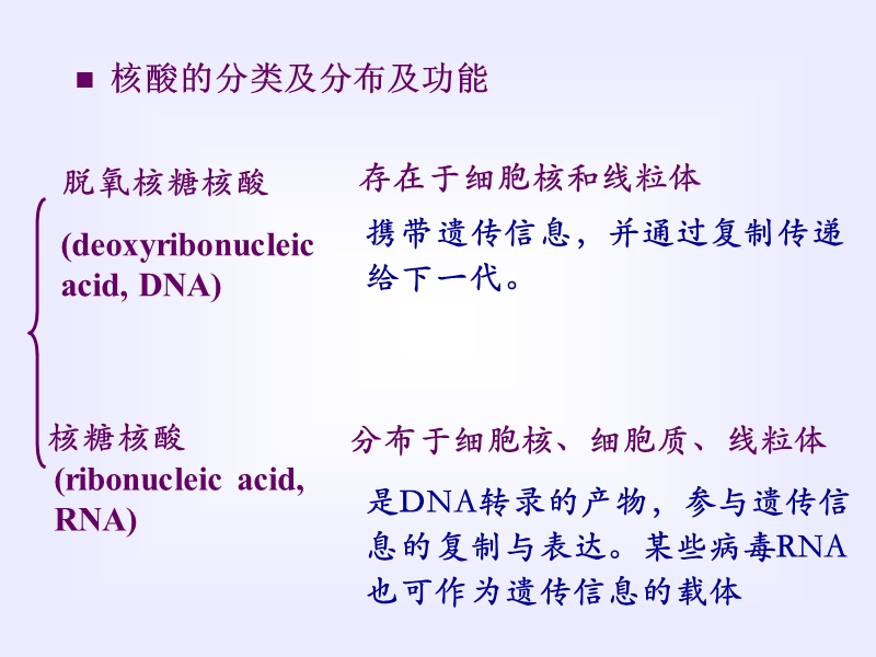 生物化学核酸的结构与功能.ppt_第3页