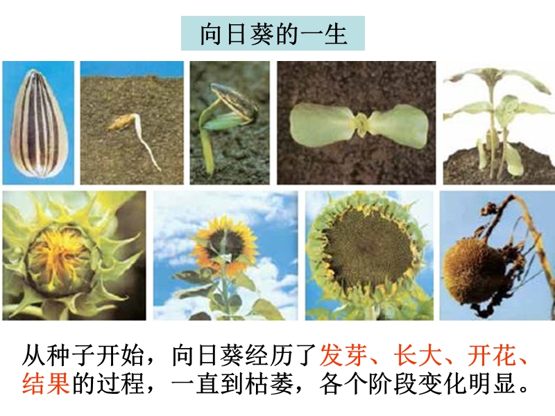 科学三年级上一6植物发生了什么变化.ppt_第2页