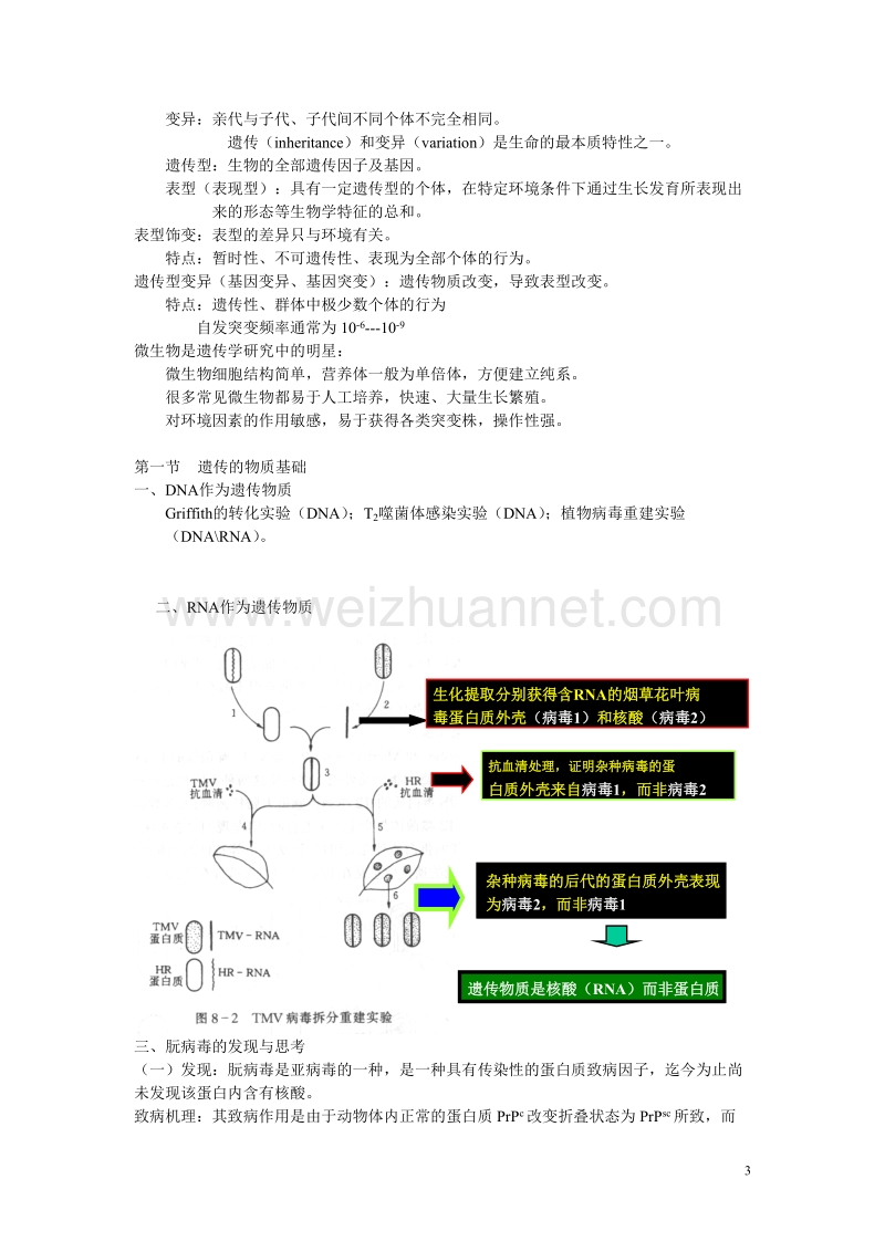 病毒大分子的合成病毒特异性酶的合成.doc_第3页