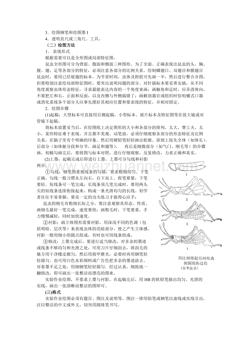 实验二 昆虫的绘图技巧.doc_第3页