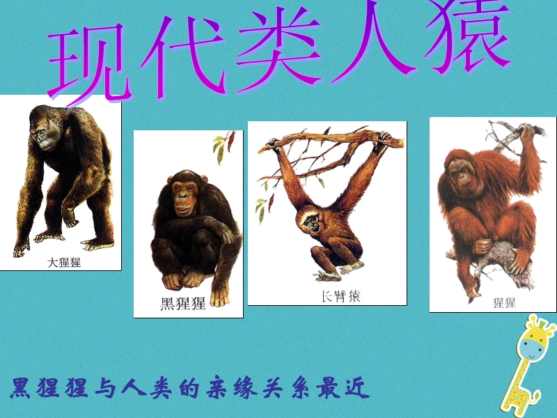 七年级生物下册 4.1.1 人类起源和发展的课件 （新版）新人教版.ppt_第3页