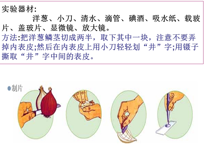 教科版科学六年级下册《用显微镜观察身边的生命世界》.ppt_第3页