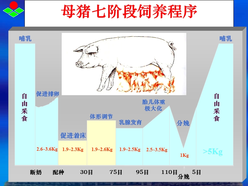 母猪七阶段饲喂程序.ppt_第3页