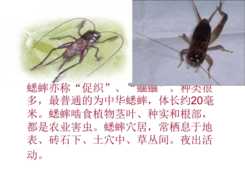 蟋蟀的住宅(公开课).ppt_第3页