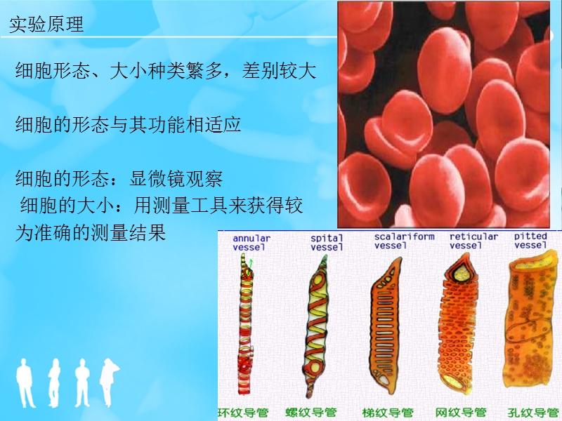 细胞大小的形态观察——测微尺的使用.ppt_第3页