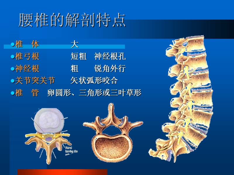 颈椎病及下腰痛.ppt_第3页