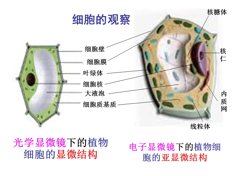 第三章生命的结构基础.ppt_第2页