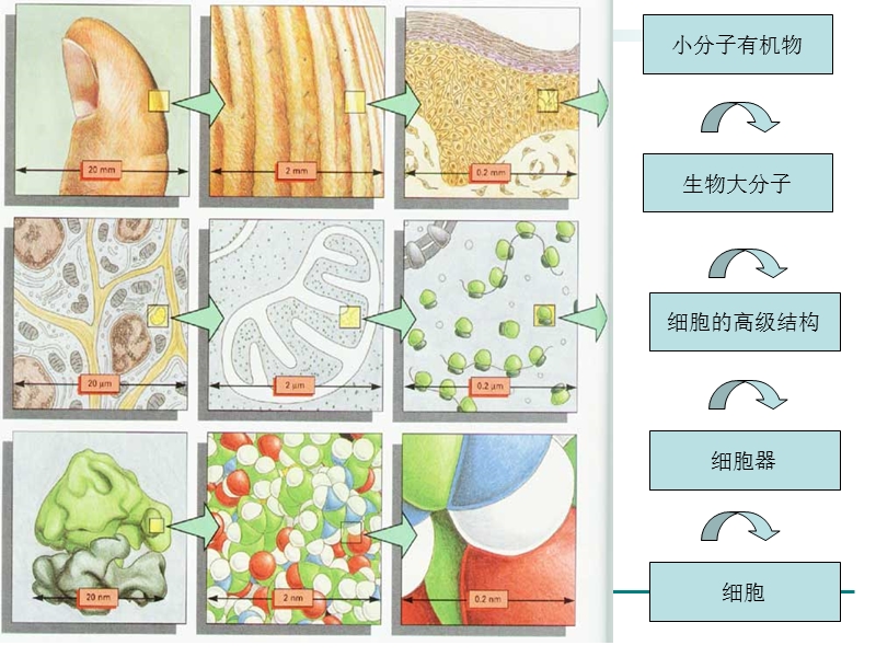 细胞结构体系的组装-6.9.ppt_第3页