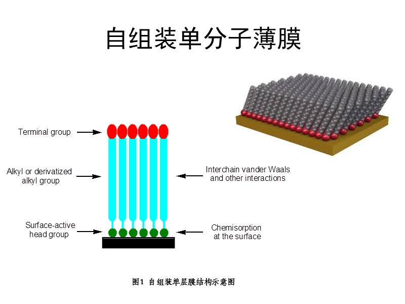 自组装单分子薄膜宋仕永.ppt_第3页