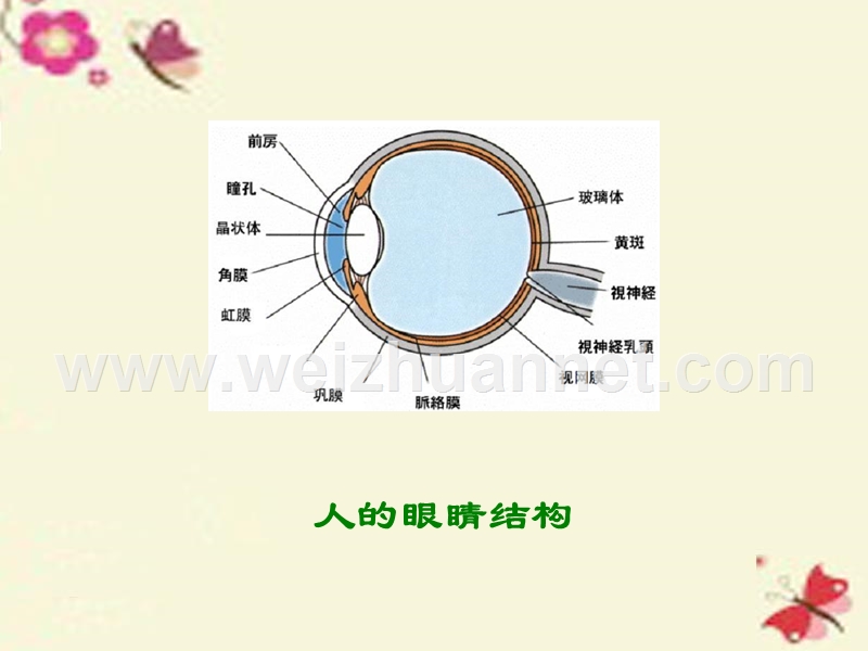 2015-2016学年六年级语文下册 第6单元 15《永生的眼睛》课件6 语文a版.ppt_第2页