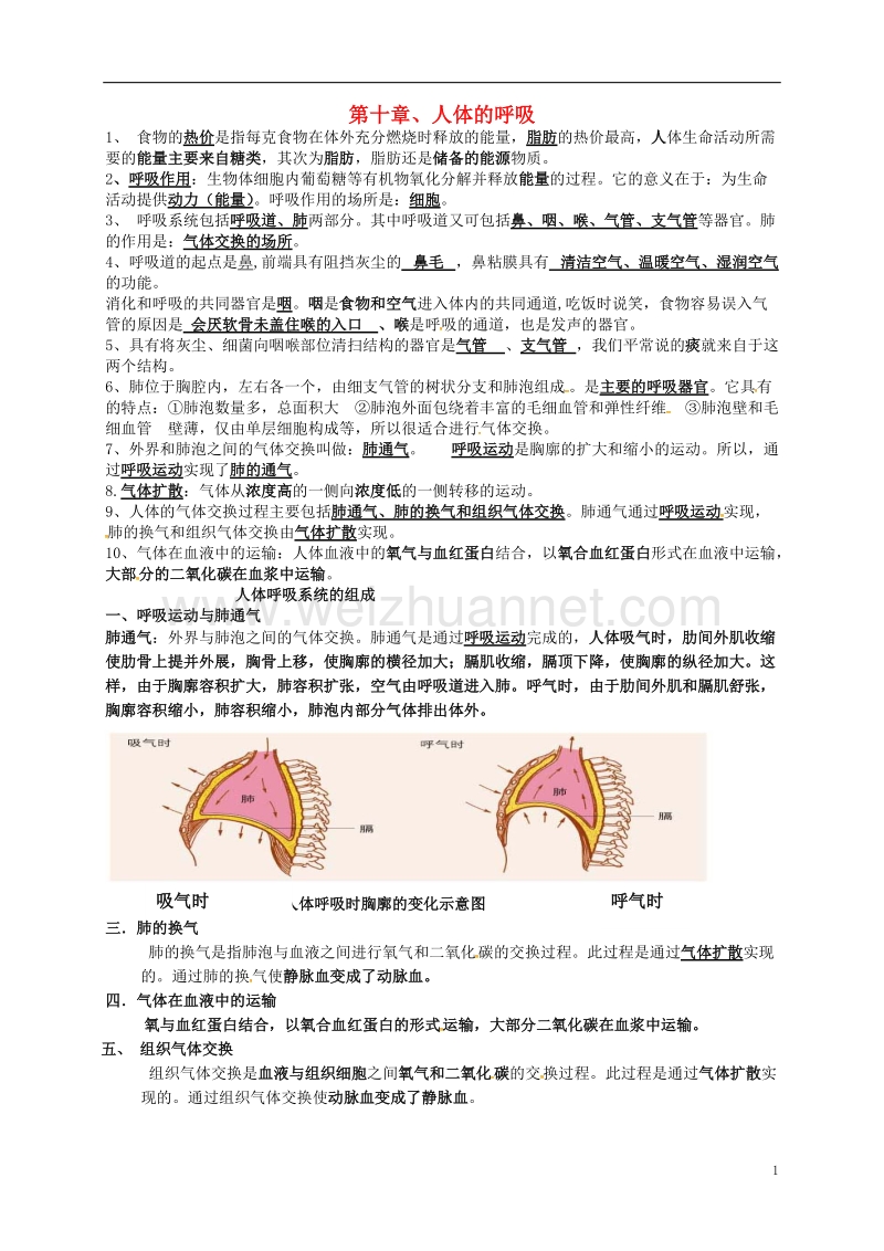 虞城县第一初级中学七年级生物下册 第10章 人体的呼吸提纲 北师大版.doc_第1页