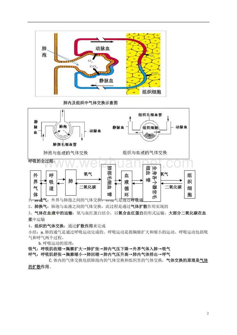 虞城县第一初级中学七年级生物下册 第10章 人体的呼吸提纲 北师大版.doc_第2页