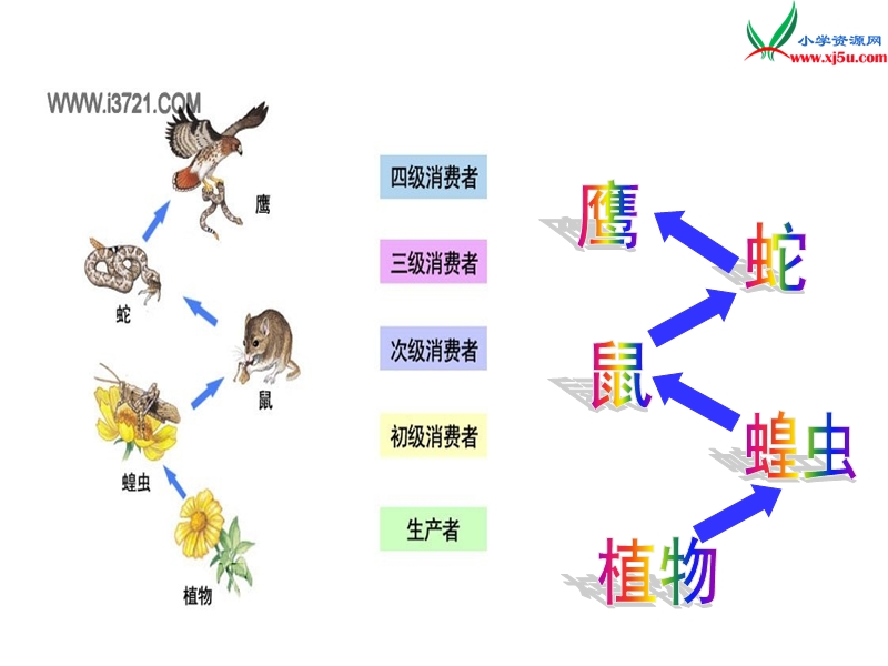 人教新课标六年级上册14《鹿和狼的故事》.ppt_第3页