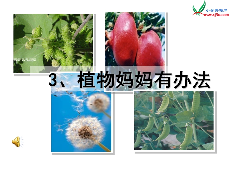 2017年（人教版）二年级上册语文3植物妈妈有办法ppt课件3.ppt_第2页