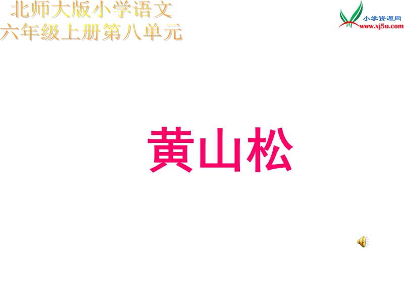 （北师大版）六年级上册8（4） 黄山松.ppt_第1页