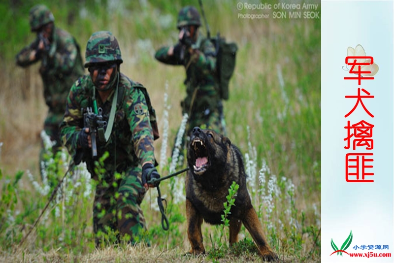 2016年六年级语文下册课件：《军犬黑子》（4）（湘教版）.ppt_第3页