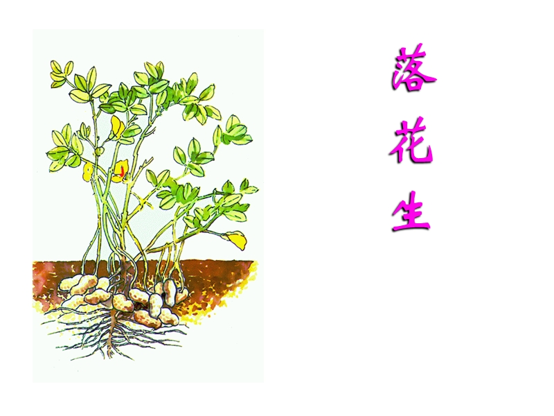 2018年（人教新课标）五年级上册语文15 落花生 课堂教学课件2.ppt_第1页