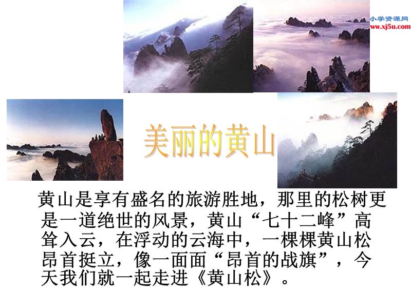 （北师大版）语文六年级上册第八单元 黄山松.ppt_第2页