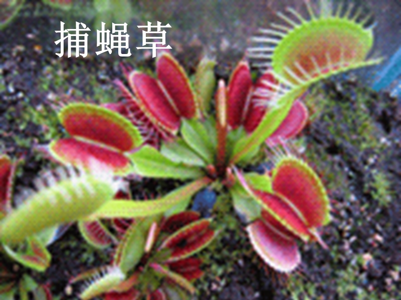 （北京版）2015春四年级语文下册《吃虫的植物》课件1.ppt_第3页