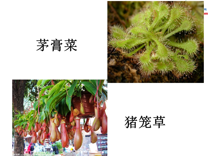 （北京版）2015春四年级语文下册《吃虫的植物》课件3.ppt_第3页