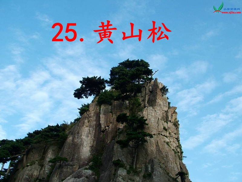 （北师大版） 六年级语文上册 课件 黄山松.ppt_第3页