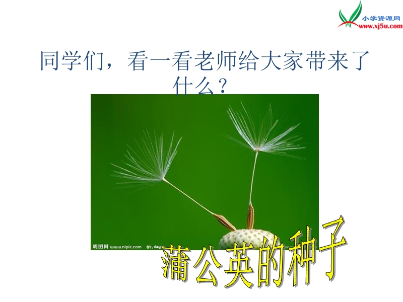 （北京版）2015春三年级语文下册《科学的种子》课件2.ppt_第2页