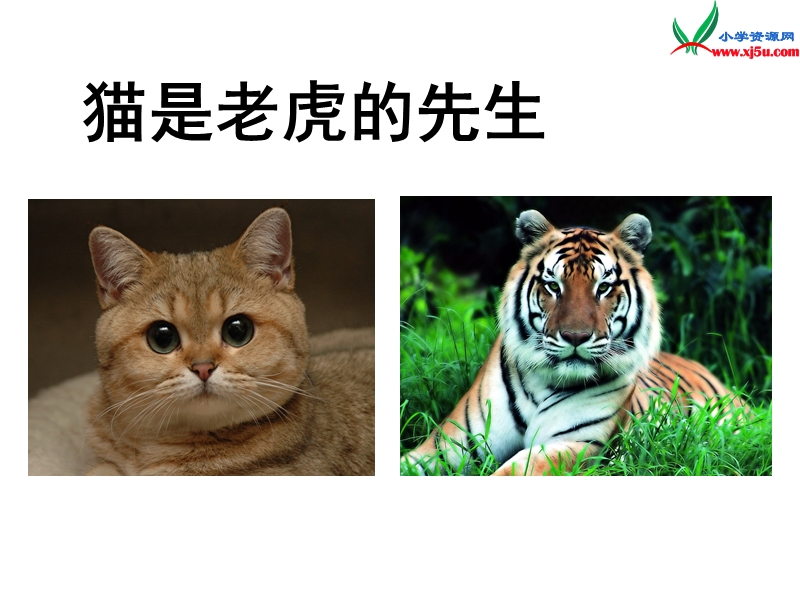 2016秋（沪教版）三年级语文上册《猫是老虎的先生》课件3.ppt_第1页